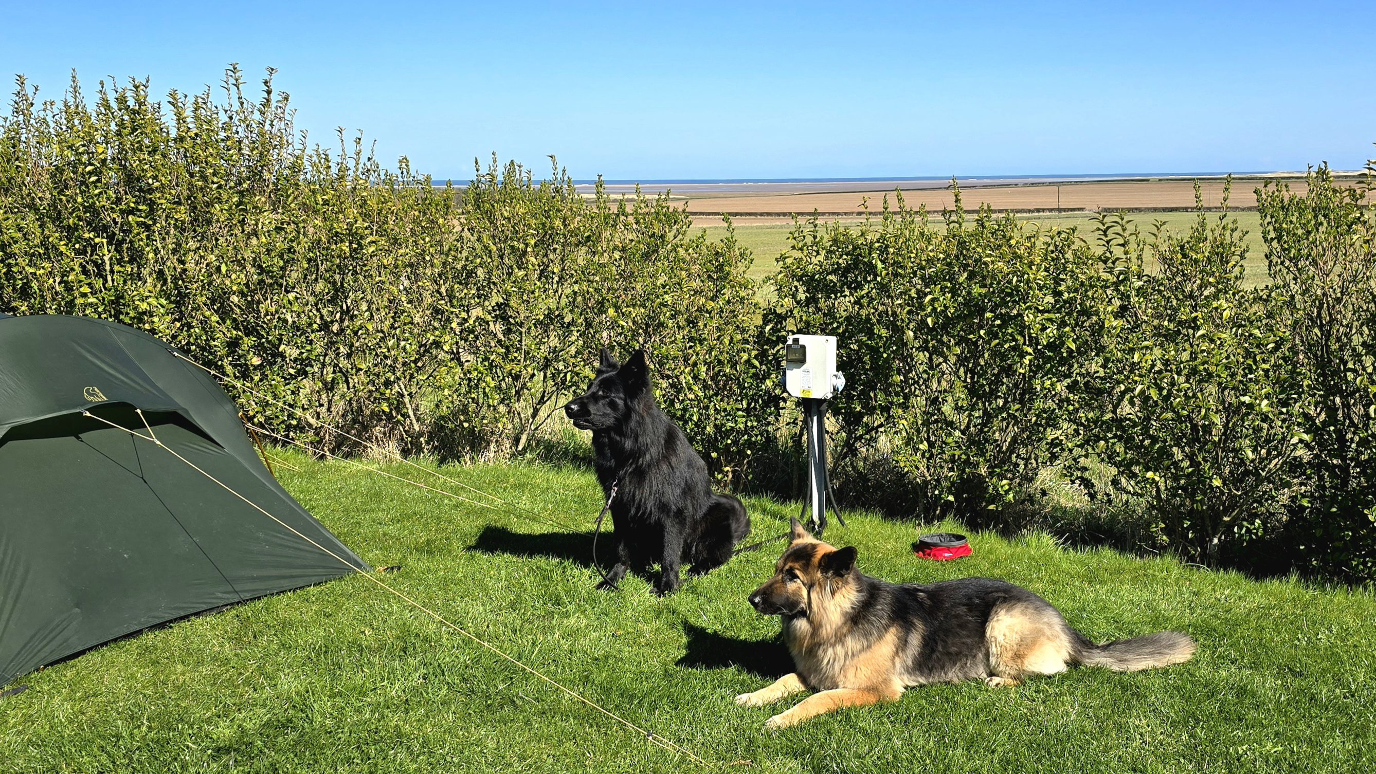 pair of dogs enjoying there time on the campsite
